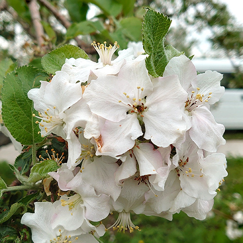 シャンデリアイタリア製 百合 水仙 来れる 